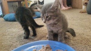 Litter of 4 kittens-coming soon!
