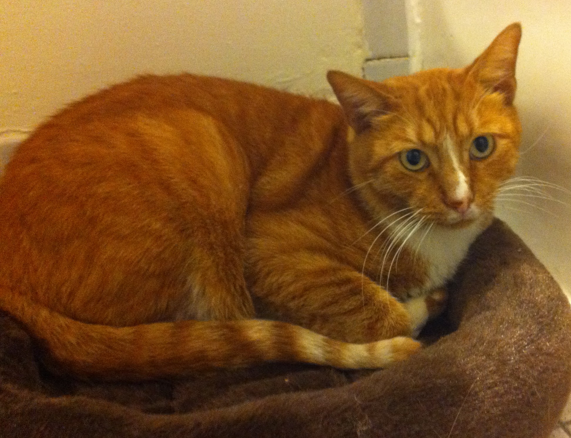 Garfield's journey from colony cat to lap cat | Hyde Park Cats