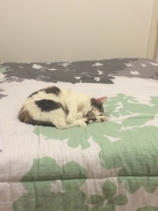 Luna sleeping on Franny's bed