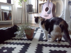 twocats_planter