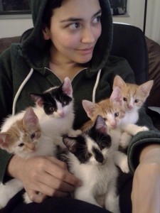 All but 1 of the 5 classical quintet kittens (Mozart is still available!)