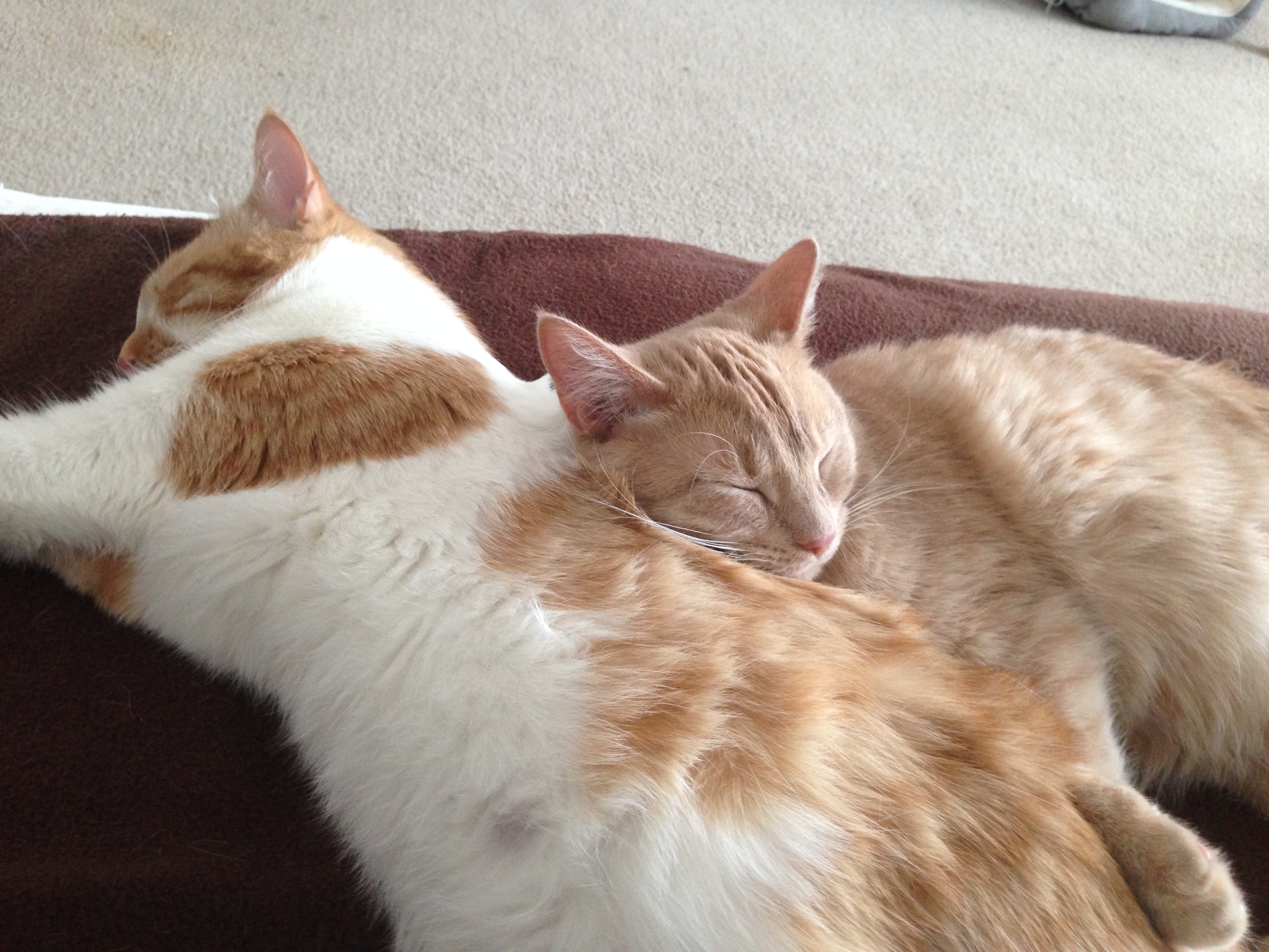 bonded pair cats