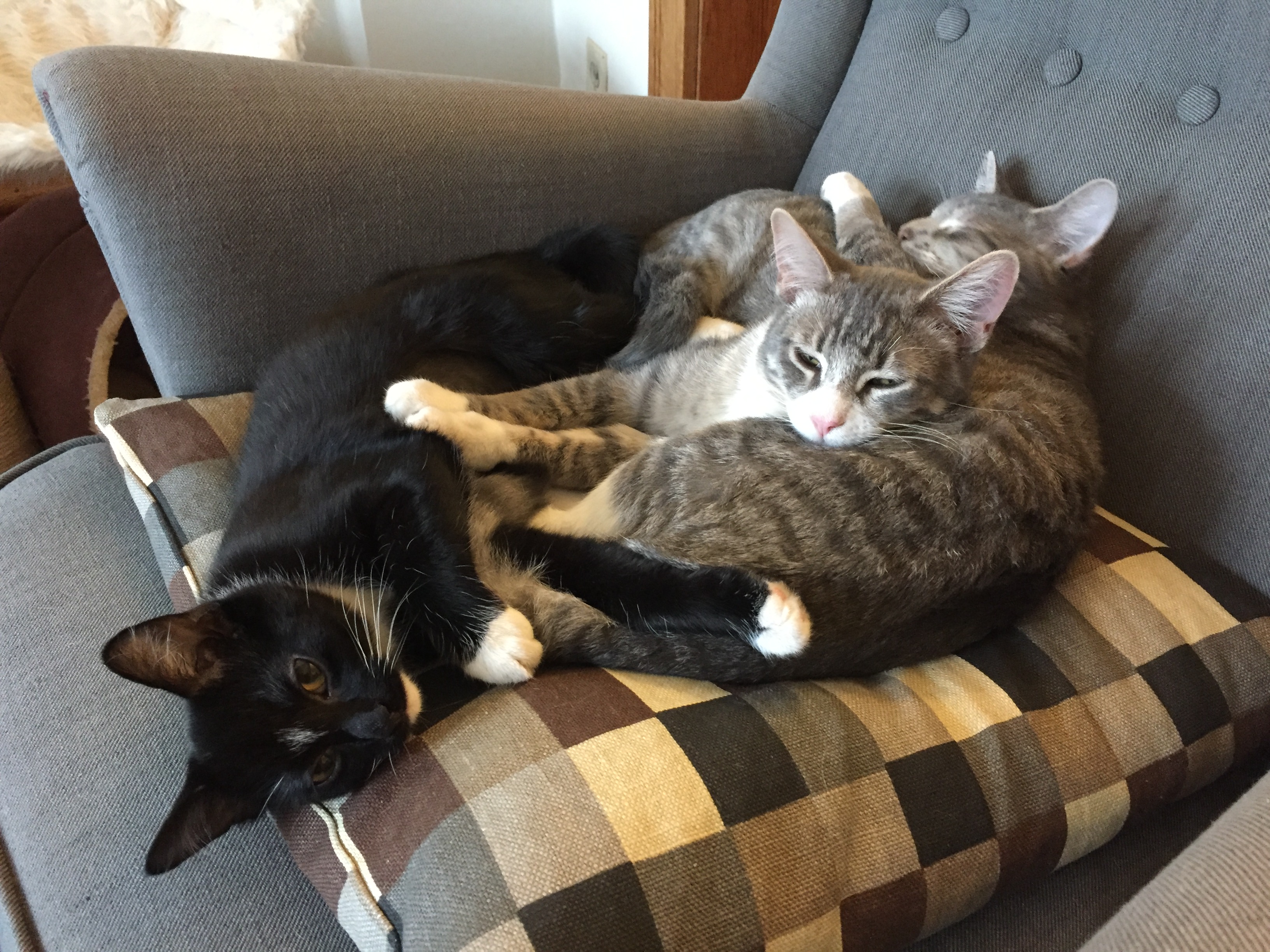 This kitten pile needs a home! Meet Pep, Pufendorf, and Niko 