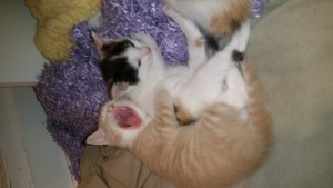 Daisy Shaw and kittens update