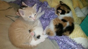 Daisy Shaw and kittens update1