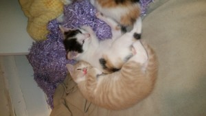Daisy Shaw and kittens update2