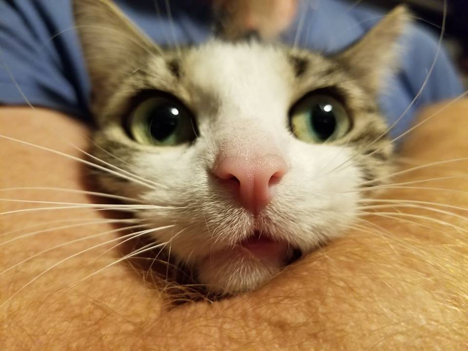 Coraline | Hyde Park Cats